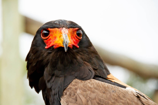 Primer plano de un águila africana de cabeza negra y cabeza clara descansando sobre
 - Foto, imagen