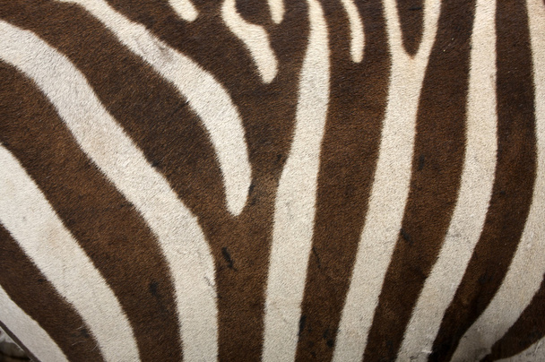 Zebra Fur Background - Photo, Image