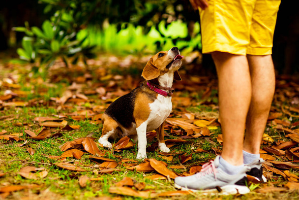 domestic dog Beagle, sitting at the feet of the owner, and looks at him - Zdjęcie, obraz