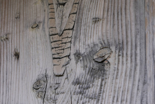 nagy felbontású fa textúra fa szürke barna fekete fehér vonalak ág - Fotó, kép