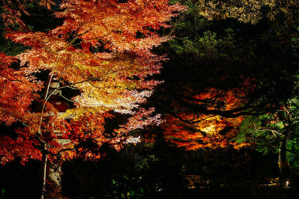 L'autunno lascia l'immagine di un giardino giapponese
 - Foto, immagini