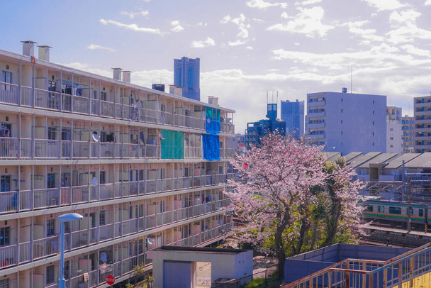 Sakura e i tetti di piena fioritura di luce canapa indumento Fiume
 - Foto, immagini