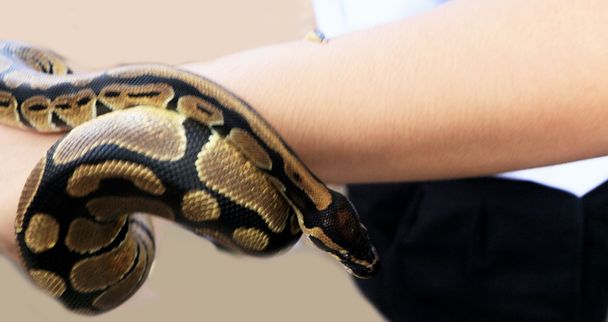 手見た虎 python - 写真・画像