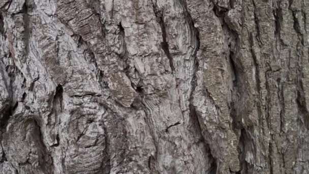 森の中でしわや亀裂が閉じ針葉樹樹皮。テクスチャの天然松の抽象的な背景。ドリーカメラの動き - 映像、動画