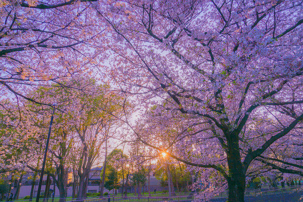 Parco di Zempukuji di ciliegia e sera
 - Foto, immagini