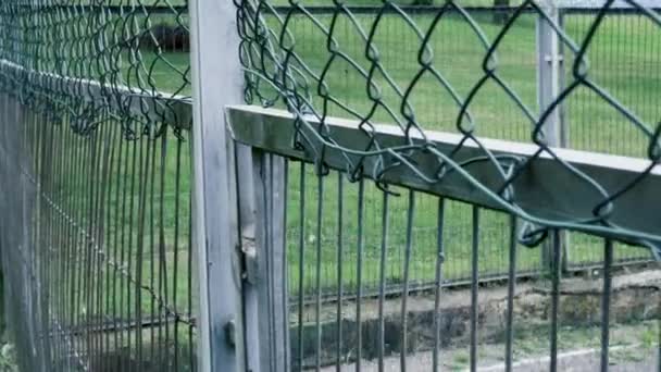 IJzeren gaas oude beschadigde hek op een achtergrond van groen gras en vernietigd beton. Camera spoor - Video