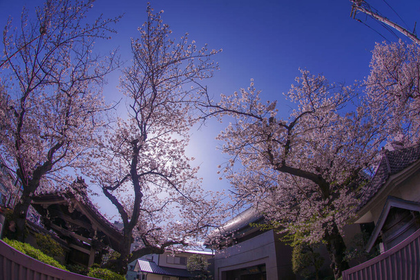 Yokohama Hiroshifukutera de cereza y buen tiempo
 - Foto, imagen