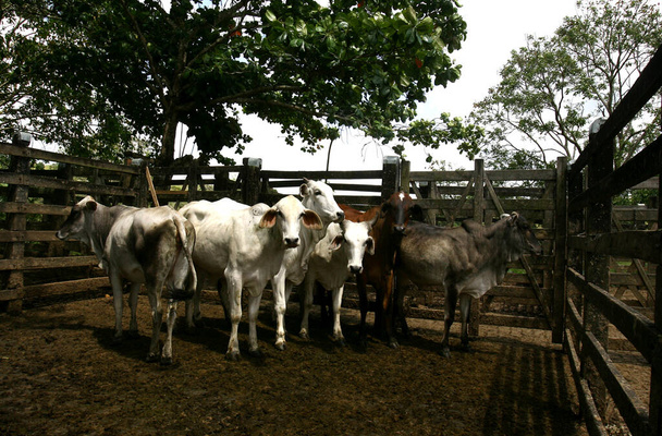 ubata, bahia / brazil - october 5, 2011: heifers are seen in a slaughterhouse corral in the city of Ubata. - Valokuva, kuva