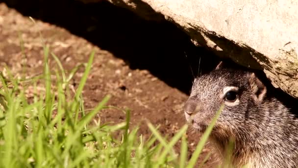Close up of 3 Young babies Rock squirrels in their den - Footage, Video