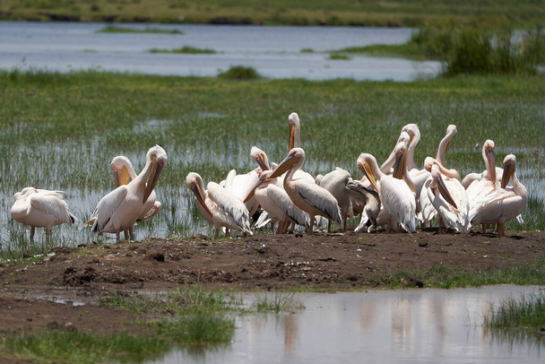Grande pelicano branco Pelecanus onocrotalus também conhecido como pelicano branco oriental pelicano róseo ou branco pelicano Lago África
 - Foto, Imagem