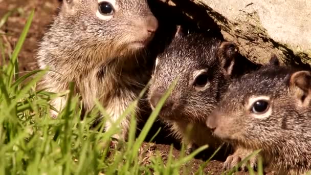 Close-up van 3 Jonge baby 's Rotseekhoorns in hun hol - Video