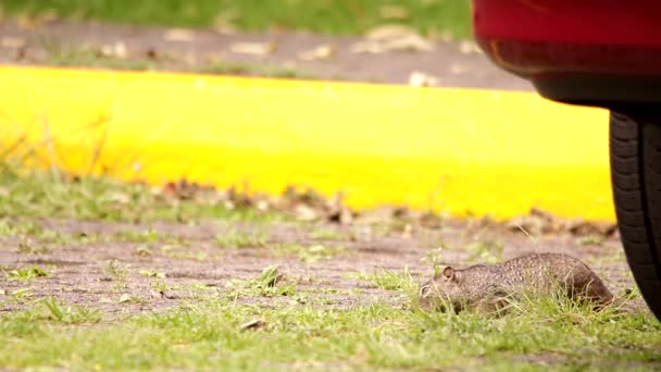 Rock eekhoorn op zoek naar voedsel op een kale verzorgd parkeerplaats - Video