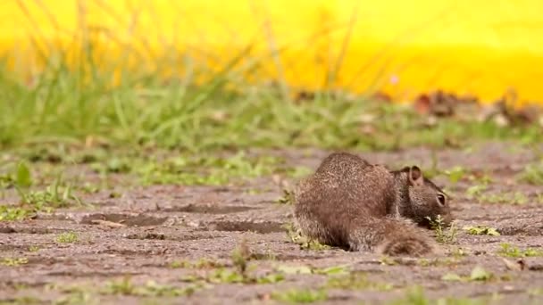 Rock veverka hledá jídlo na baly staral parkoviště - Záběry, video