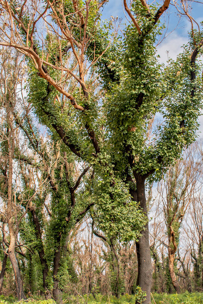 Incendios forestales australianos después: árbol de eucalipto 6 meses después de graves daños por fuego. Eucalipto puede sobrevivir y volver a brotar de los brotes debajo de su corteza o de un lignotubérculo en la base del árbol. - Foto, Imagen