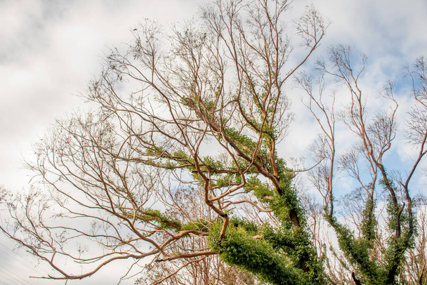 Cespugli australiani dopo: albero di eucalipto 6 mesi dopo gravi danni da incendio. L'eucalipto può sopravvivere e germogliare dalle gemme sotto la corteccia o da un lignotuber alla base dell'albero.. - Foto, immagini