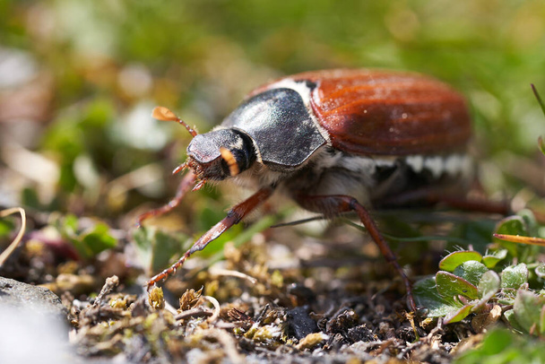 Cockchafer ονομάζεται επίσης Maybug ή doodlebug Ευρωπαϊκό γένος σκαθαριού Melolontha οικογένεια Scarabaeidae - Φωτογραφία, εικόνα