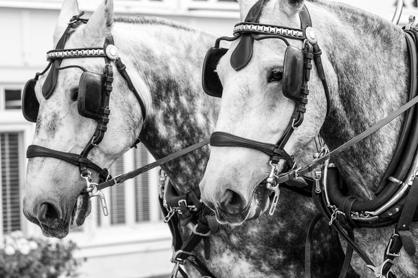 Dos caballos blancos con manchas marrones tirando del vagón
 - Foto, Imagen