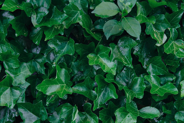 Fondo verde exuberante con hojas de hiedra
 - Foto, imagen