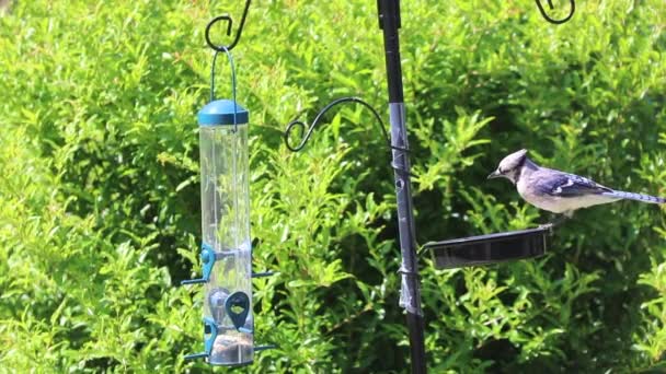Blue Jay Visit для еды в кормушке в саду
 - Кадры, видео