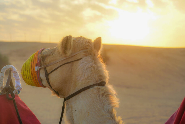 Du chameau du désert arabe (Émirats arabes unis
) - Photo, image