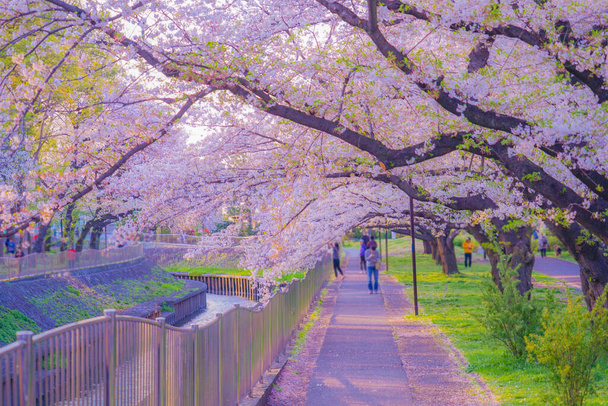Zempukuji Parkland of cherry and evening
 - Фото, изображение