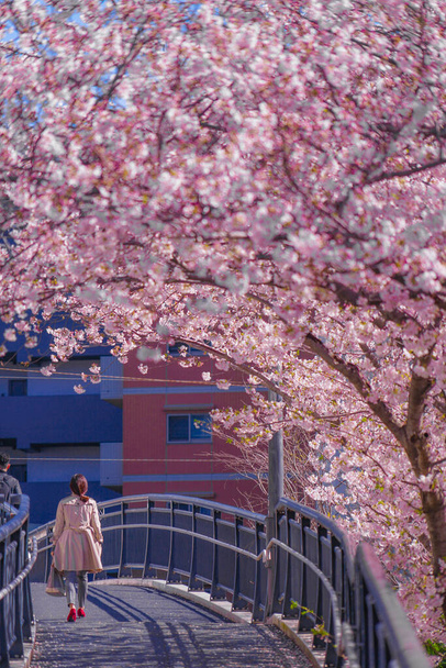 Sakura e i tetti di piena fioritura di luce canapa indumento Fiume
 - Foto, immagini