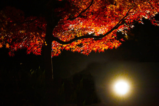 Podzim opouští obraz japonské zahrady - Fotografie, Obrázek