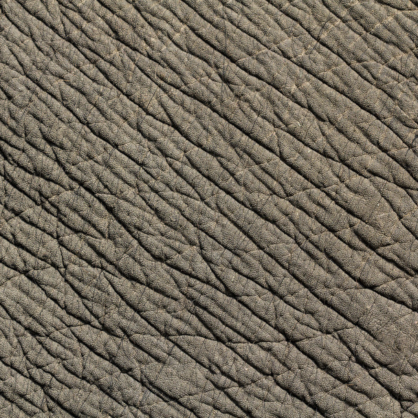 Textura de piel de elefante
 - Foto, Imagen