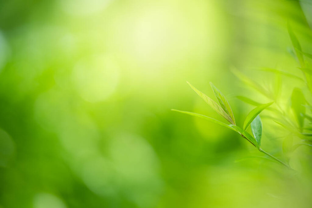 Natura di foglia verde in giardino utilizzando come sfondo carta da parati naturale
 - Foto, immagini