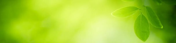 Natura della foglia verde in giardino utilizzando come sfondo pagina di copertina naturale
 - Foto, immagini