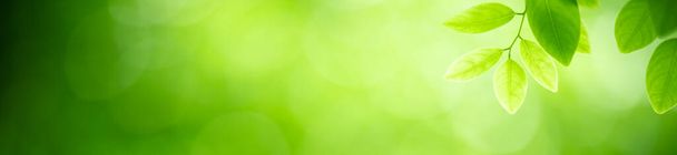 Природа зеленого листа в саду, используя в качестве фона страницу с естественным покрытием
 - Фото, изображение