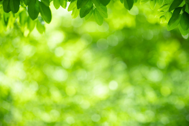 Naturaleza de la hoja verde en el jardín utilizando como fondo de pantalla natural
 - Foto, Imagen