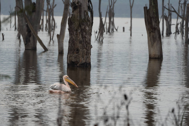 Wielki biały pelikan Pelecanus onocrotalus znany również jako wschodni biały pelikan różowy pelikan lub biały pelikan Lake Africa - Zdjęcie, obraz