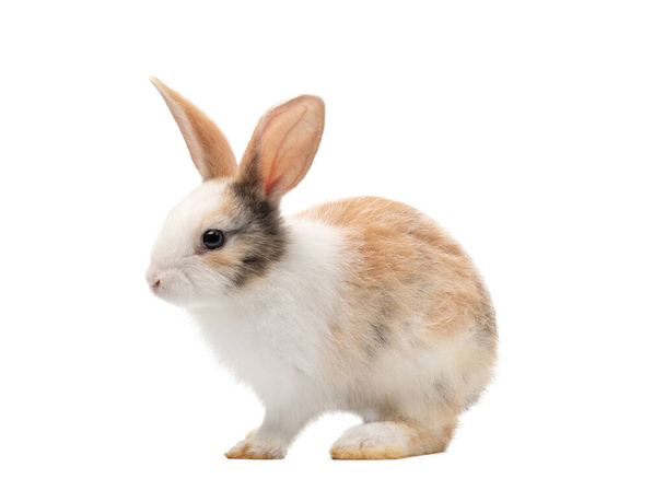Entzückendes dreifarbiges Kaninchen, das steht und nach oben schaut. Studioaufnahme, isoliert auf weißem Hintergrund - Foto, Bild