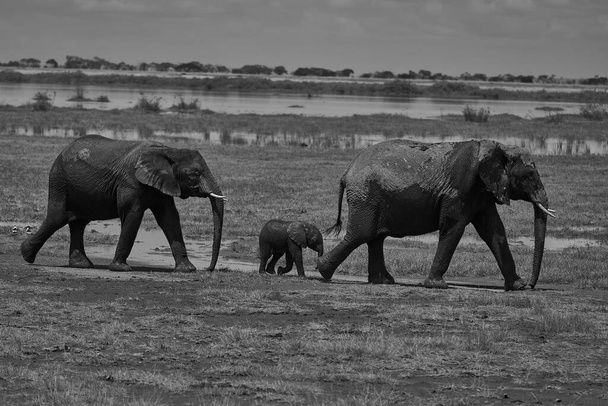 Elefantenbaby Amboseli - Big Five Safari -Baby Afrikanischer Buschelefant Loxodonta africana - Foto, Bild