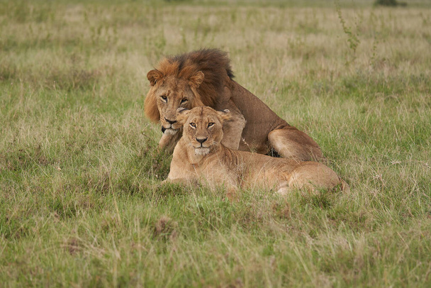 León y Leona Kenia Safari Savanna Mating
 - Foto, Imagen