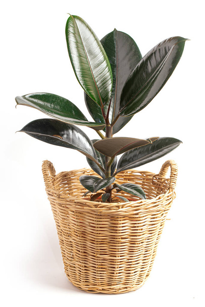 Ficus elastica (indische Gummipflanze) im Korb isoliert auf weißem Hintergrund. - Foto, Bild
