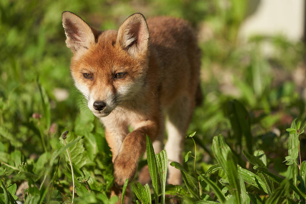 Red Fox Portrait Vulpes Vulpes in the Evening Sun (en inglés). Foto de alta calidad
 - Foto, Imagen