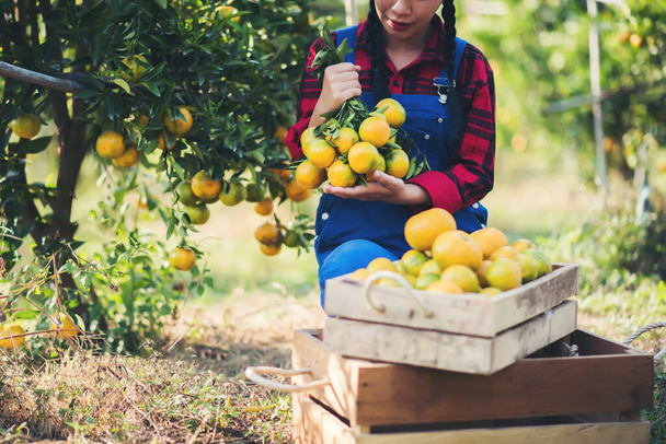 Młody rolnik trzymający w rękach drzewka pomarańczy. Rolnik zbierający jesienne zbiory pomarańczy z zielonego gospodarstwa.  - Zdjęcie, obraz