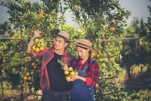 Joven agricultor sosteniendo naranjos dulces en las manos. Agricultor recogiendo cosecha de naranja de otoño de granja verde
.  - Foto, imagen