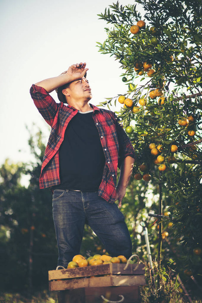 Farmer man harvesting oranges in an orange tree field - Foto, imagen