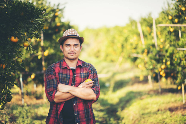 オレンジ畑でオレンジを収穫する農家の男性 - 写真・画像