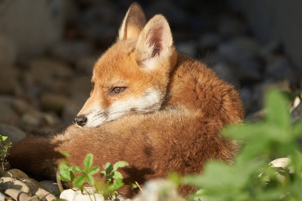 Red Fox Portrait Vulpes Vulpes in the Evening Sun. High quality photo - Photo, Image