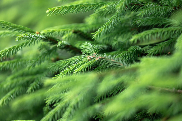 CLose up of the  bright green young spruce branches on a green blurred background, soft focus - Photo, Image