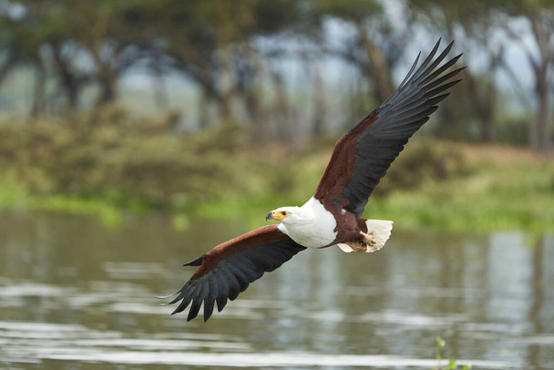 Африканський морський орел ловить риб-репторне озеро. Фотографія високої якості Feather Perfection Fish Haliaeetus vocifer - Фото, зображення