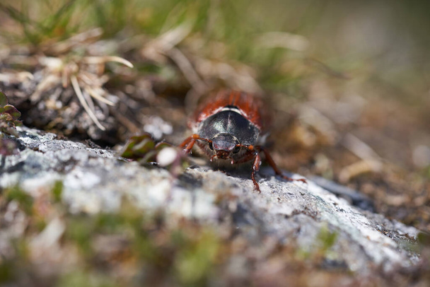 Cockchafer ονομάζεται επίσης Maybug ή doodlebug Ευρωπαϊκό γένος σκαθαριού Melolontha οικογένεια Scarabaeidae. Υψηλής ποιότητας φωτογραφία - Φωτογραφία, εικόνα