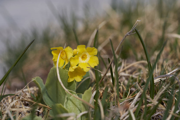 Primula auricula mountain cowslip носит ухо Primulaceae Macro. Высокое качество фото
 - Фото, изображение