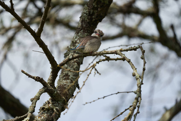 Gestreifter Eisvogel Halcyon chelicuti Portrait Niedlich auf einem Baum. Hochwertiges Foto - Foto, Bild