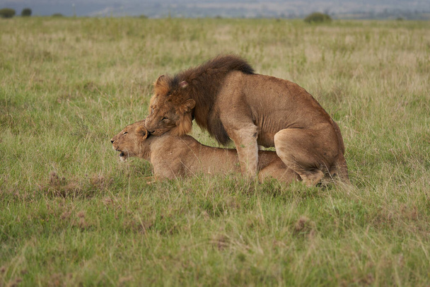 Löwin und Löwe in Kenia. Hochwertige Foto Afrika Safari  - Foto, Bild