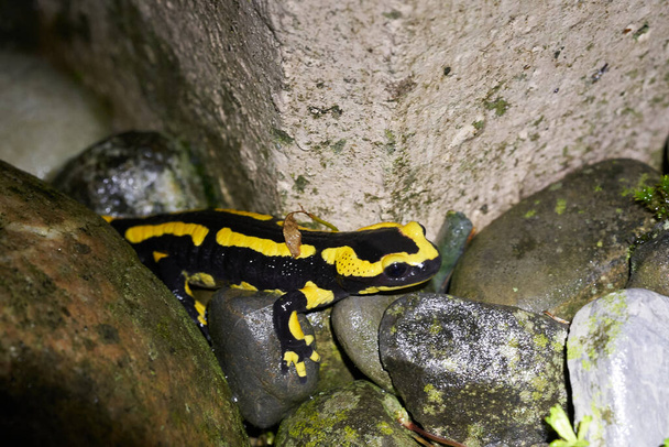  Feuersalamander Salamandra salamandra Portrait Nacht Amphibie. Hochwertiges Foto - Foto, Bild